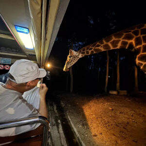 泰國旅遊，夜間探訪動物園