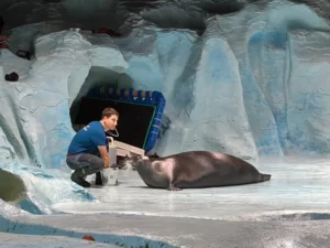 羅浮敦群島 北極水族館 Polaria